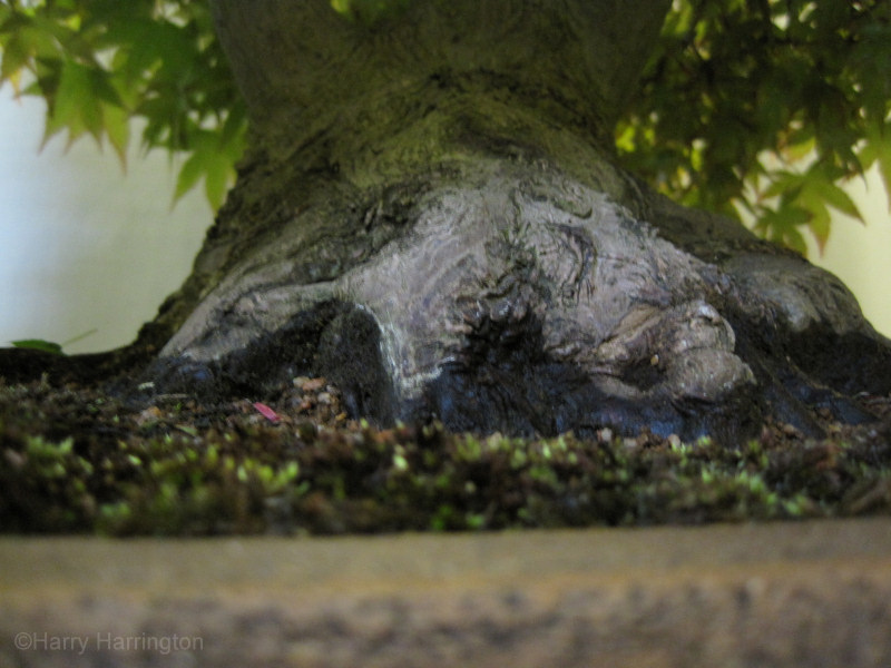 japanese maple trunk